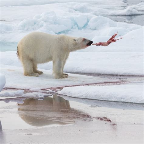 bear penis